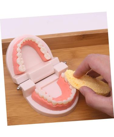 Shop Minkissy 1 Set Early Dental Education Toy - 3D Puzzle Tooth Model for Kids | Fun Role Playing Dental Care Toy - Buy Online on GoSupps.com