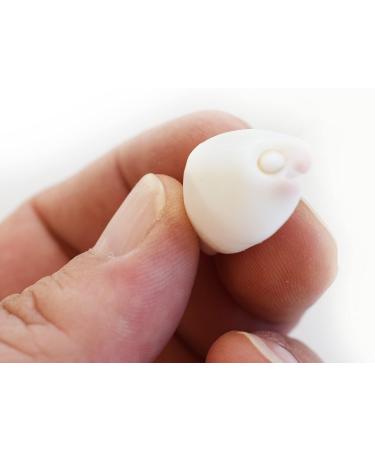 24 White & Purple Wart Cowrie Shells (Vericosus Calprunis) 3/4-1 Inches - Buy Online on GoSupps.com