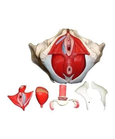 Buy AYGJKIE Female Pelvis Anatomical Model - 6-Part Educational Tool with Removable Organs & Muscles for Medical Studies - Ships Internationally - Buy Online on GoSupps.com