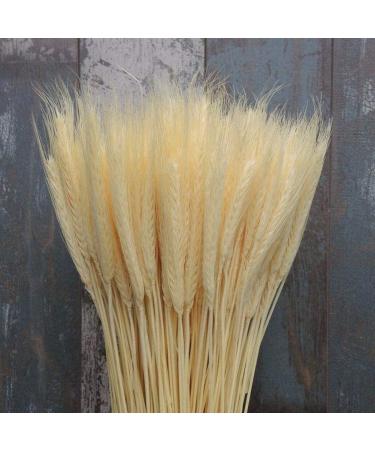 25pcs Colorful Natural Dried Flowers Bouquet Wheat Plants Bunches New Year Craft Wedding Chrismas Decor Decoration Beige 25pcs - Buy Online on GoSupps.com