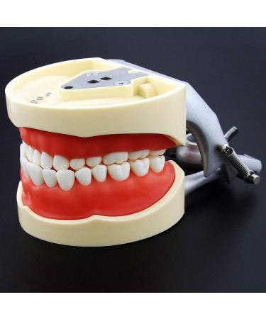 Lmeili Dental Typodont Joint Model - Removable Teeth Anatomy Teaching Tool for Dental Study - Buy Online on GoSupps.com