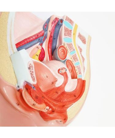 Merinden Life Size Female Pelvis Model - Detailed 2-Part Reproductive Anatomy on Baseboard | Muscular Urinary & Reproductive System - Buy Online on GoSupps.com