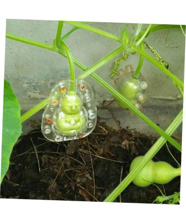 CAXUSD 5pcs Vegetable Mold Ginseng Fruit Shaper Mold Pumpkin Shaping Mold Gourd Little Buddha - Buy Online on GoSupps.com