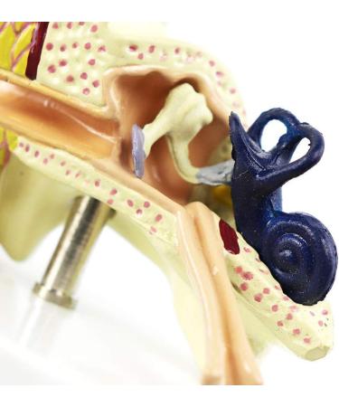 Anatomical Model of The Ear - Enlargement 1.5 -Time Internal Model of The Human Ear Structure Medical Practice Model - for Scientific Display - Buy Online on GoSupps.com