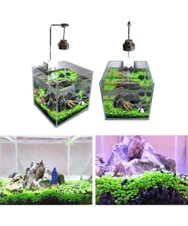 Haloppe 600 Pcs Water Grass Flowers Plant Seeds | Aquatic Plants for Home Garden & Aquarium Decoration - Buy Online on GoSupps.com