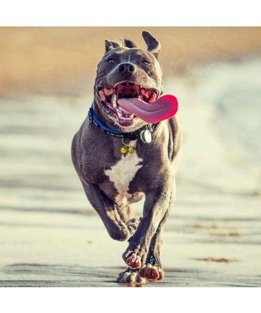 GAbraden 2 Extra Loud Cat & Dog Bells | Pet Tracker | Save Birds & Wildlife - Buy Online on GoSupps.com