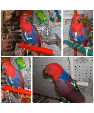Adjustable Pet Parrot Bird Dishes & Anti-Bite Training Leash | Ideal for Outdoor Use - Buy Online on GoSupps.com