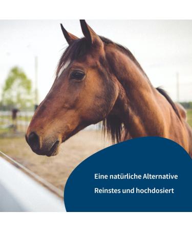 Horse & Pony PEA (Palmitoylethanolamide) - Powder - 100% Pure - High Dose - Buy Online on GoSupps.com