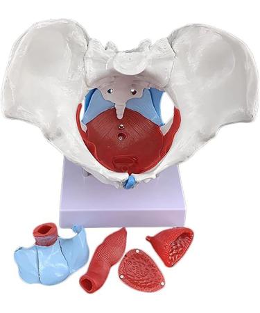 Female Pelvis and Perineum Model - Detailed Anatomical Replica with Removable Organs | Ideal for Educational Use - Buy Online on GoSupps.com