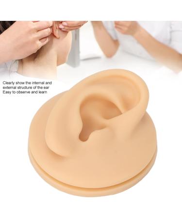 Human Right Ear Model Human Ear Model Clear Internal External Structure Soft Silicone Waterproof for Ear Learning for Suppliers - Buy Online on GoSupps.com