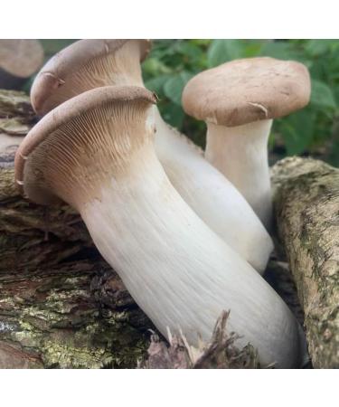 King Oyster/ White Elf Shredded Gourmet Wild Dried Mushrooms (Pleurotus Cystidiosus) 40g The Lincolnshire Mushroom Co. - Buy Online on GoSupps.com
