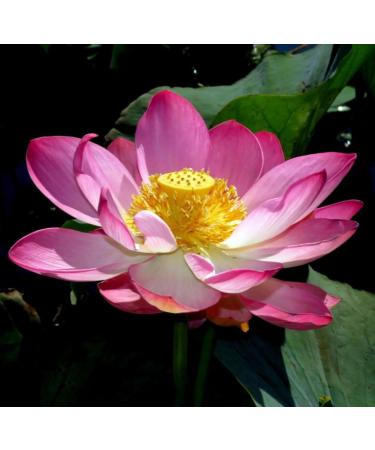 Pink Lotus Absolute Oil Organic Pure Natural 1 mL - Buy Online on GoSupps.com