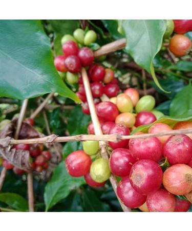 Kopi Luwak Coffee 100% Arabica 50g (Free-Range Cat Coffee) (50g Bean) | Pure Variety | Rare Coffee | Direct Trade - Buy Online on GoSupps.com