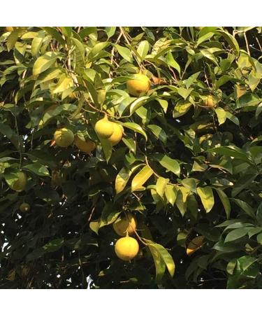 La Brigade des pices - Nutmeg powder - India - 250g - 100% Natural - Packaged and controlled in France - Buy Online on GoSupps.com