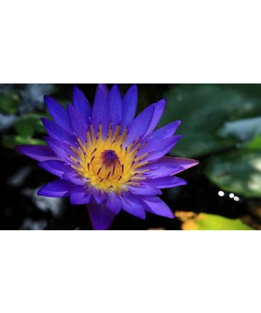 Alcohol-Free Lotus Flowers Herbal Extract Tincture 300 000 mg - 1oz | 200X Potency | International Shipping - Buy Online on GoSupps.com