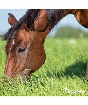 Organifer Meadow Herb Mix - Meadow Herbs - For Equine Meadow (250g Per 3000 M2) - Organic Meadow Herb Mix - Meadow Grass - Meadow Grass - Meadow Friendly Meadow Mix - Buy Online on GoSupps.com