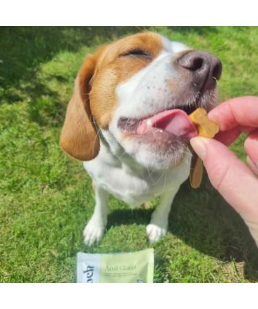 Scooch Anal Gland Supplement for Dogs | Human Grade Crunchy Chews | Stops Scooting & Itching | Plant-Based with Prebiotics | Promotes Digestion | Banana + Pumpkin Flavor - Buy Online on GoSupps.com