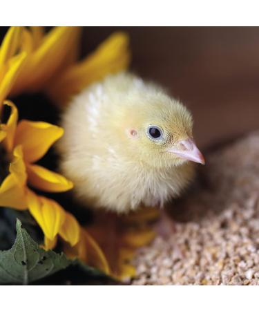 WachtelGold Quail Chick Feed ProVital 10kg - 28% Protein Rearing Feed | Non-GMO International Shipping - Buy Online on GoSupps.com