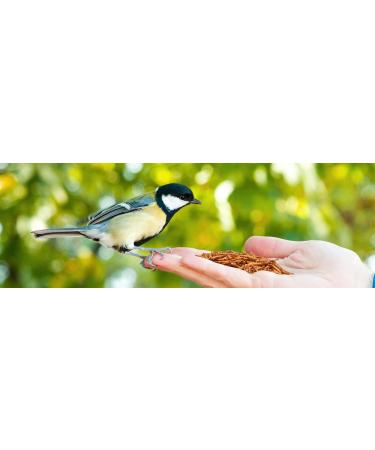 Flourworms Dried 1kg - Premium Insect Snack for Birds Fish Reptiles & Rodents | All-Year-Round Bird Feed & Squirrel Food - 6.5L (1 Pack) - Buy Online on GoSupps.com