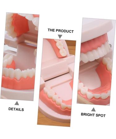 Minkissy Educational Tooth Model Set for Kids | Early Dental Hygiene Teaching Toy | Reusable ABS Prosthesis & Dentures Model - Buy Online on GoSupps.com