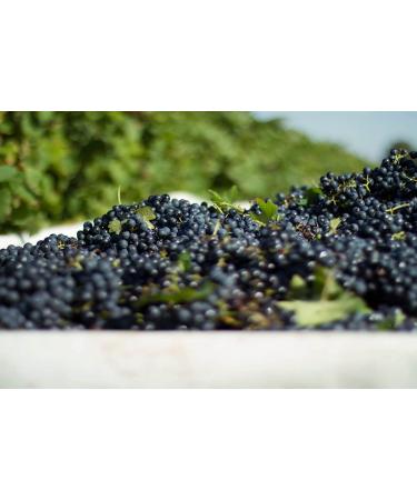 Premium Aged Balsamic Vinegar of Modena IGP Certified - 5L (169 fl oz) Mariella - Product of Italy - Bulk Packaging for Restaurants & Home Use - Buy Online on GoSupps.com