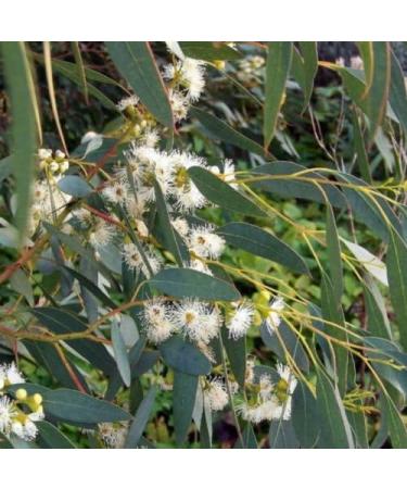 Buy 30+ SEMI Tasmania Gum Blue Eucalyptus Globulus - International Shipping Available - Buy Online on GoSupps.com