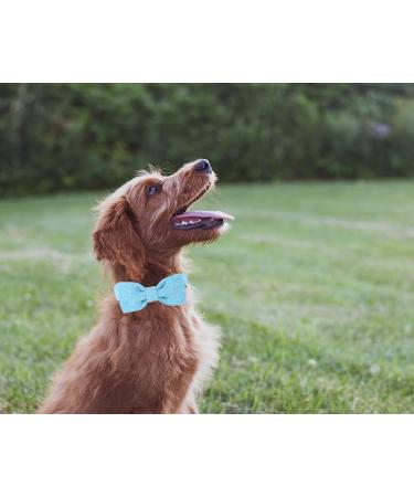 Dogwong Light Blue Dog Collar with Removable Fly - Adjustable & Comfortable for Small to Medium Dogs | Perfect Gift for Boys & Girls (X-Small Pack of 1) - Buy Online on GoSupps.com