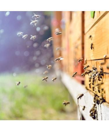 Buy Propolis Syrup with Honey Sage & Echinacea - Natural Health Boost (2 x 200ml) - International Shipping Available - Buy Online on GoSupps.com