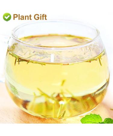 Flower 2 (80G-Rosemary) - Buy Online on GoSupps.com