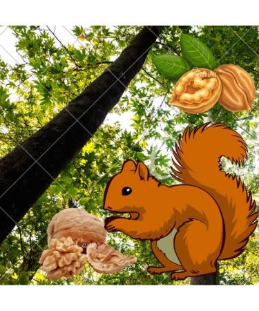 New Harvest 2022: 25kg Raw & Unprocessed Walnuts in Bowl for Squirrels - 100% Vegan & Natural - Buy Online on GoSupps.com