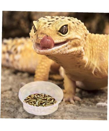 Yililay Gecko Food And Water Containers Reptile Feeder Bowls Gecko Transparent Feeder Bowls Reptile Feeding Plastic Dish Gecko Food Water Containers 100Pcs - Buy Online on GoSupps.com