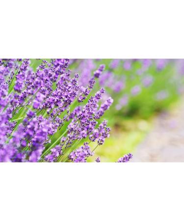 Nadis Herbal Lavender Soap 80g - Buy Online on GoSupps.com