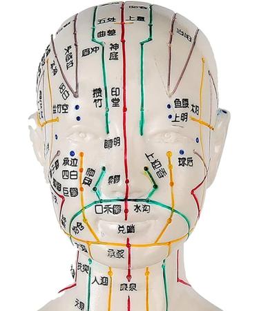 52CM Human Acupuncture Female Model Chinese Medicine Acupuncture Human Anatomy for Learning Meridians and Acupoints Arm Can Be Rotated - Buy Online on GoSupps.com