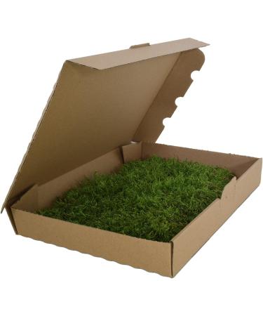 Premium Terrarium Substrate Moss for Reptiles | Natural Decoration Mats & Plates | Ideal for Terrariums - Buy Online on GoSupps.com
