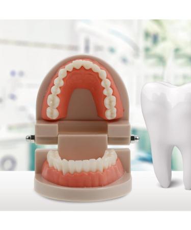 Ultechnovo 6-Sentence Dental Teaching Material | Oral Cavity Model & Brain Toys for Effective Teeth Brushing - Buy Online on GoSupps.com