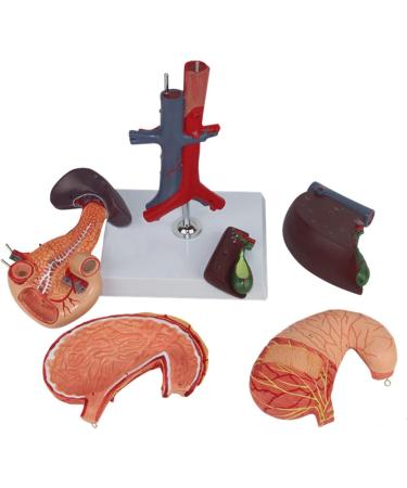 Model of The Human Liver Model of The Liver and The Duodenum and The Pancreas Model of The Liver in Life Simulation Model of The Hepatobile Digestor Organ - Buy Online on GoSupps.com