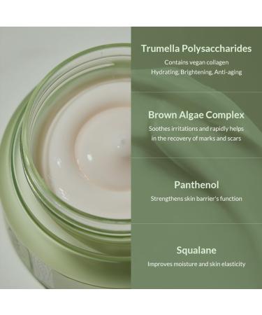 MIZON Phyto Plump Collagen Night Cream | 75% Natural Anti-Wrinkle Hydrating Vegan Formula | Boost Elasticity & Moisture (50ml - Buy Online on GoSupps.com