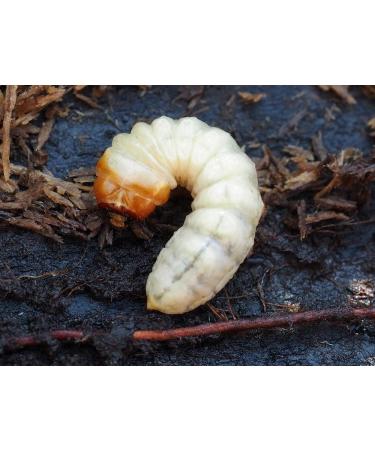 Elegant and stylized glass bottle with salt worm for mezcal from Mexico - Buy Online on GoSupps.com