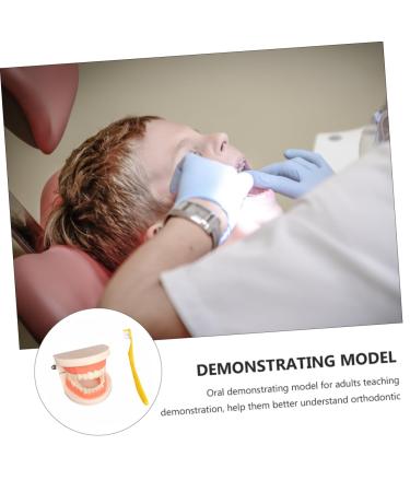 Ultechnovo Dental Model Set - Educational Children's Tooth Model | Plastic Denture Model for Kids | Ideal for Schools & Dental Training - Buy Online on GoSupps.com