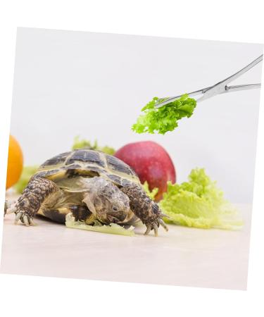 SEWOART Reptile Feeding Clip Lizard Stuff Reptile Tools Gecko Tool Stainless Steel Silver - Buy Online on GoSupps.com