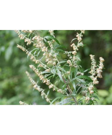 Sagewort Leaf in 100 g Bag Ideal for Herbal Tea - Buy Online on GoSupps.com