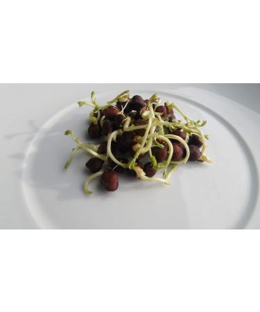 500g Organic Black Chickpea Sprouts - Microgreens for Healthy Living | International Shipping Available - Buy Online on GoSupps.com