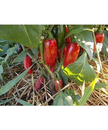 25+ Premium Jalapeno Mucho Nacho organico Pepe Semi-D 96