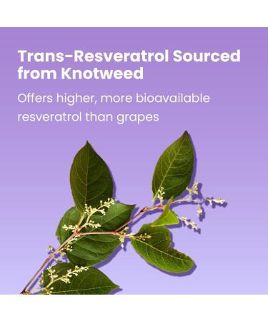 Sanar Naturals Resveratrol Supplement 500 mg Supports Healthy Aging Cognitive Function and Heart Health - Plant Based Trans Resveratrol - Vegan Non-GMO 120 Capsules - Buy Online on GoSupps.com