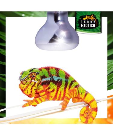 Terra Exotica Neo Spot - UV Reflector Spotlight for Terrariums (25W) | Ideal Heat & Light Source for Inhabitants - Ships Internationally - Buy Online on GoSupps.com