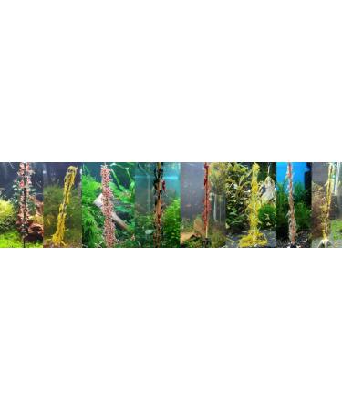 Schmitt Aquaristik American Edition Shrimp Lollipop Sticks + Shrimp Stand / Food - Buy Online on GoSupps.com