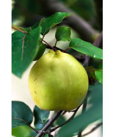 SIGI Azienda Agricola QUINCE Jelly | Free of Food Dyes Preservatives and Chemical Additives | 100% Artisanal and Natural | Handmade and Made in Italy | Jar 110gr. - Buy Online on GoSupps.com