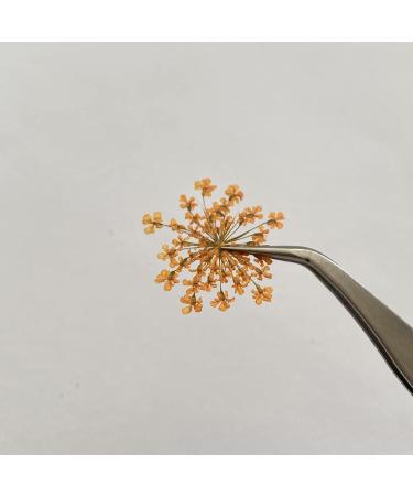100pcs Ammi Majus Natural Pressed Dried Flowers for Resin, Soap & Candle Making (Orange) - Buy Online on GoSupps.com