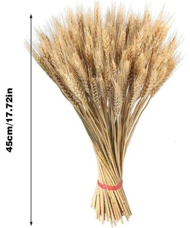 Golden Dried Wheat Sheaves - Dried Wheat Sheaves Bundle - Natural Wheat Stalks Bundle Bouquet Decor Golden Dried Natural Wheat for Vase Farmhouse DIY Home Wedding Valentine's Joberio - Buy Online on GoSupps.com