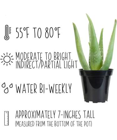 Live Aloe Vera Succulent Plant in 3.5 Inch Pot by Plants for Pets - Indoor House Plant - Buy Online on GoSupps.com